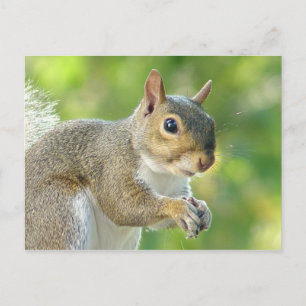 Carte postale Friendly Little Squirrel