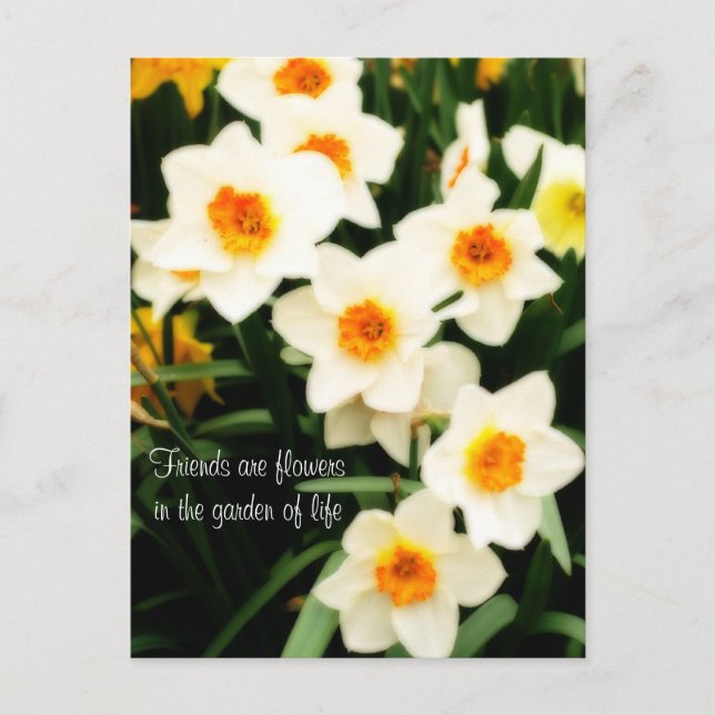 Carte Postale Friends are Flowers Quote Daffodils Postcard (Devant)