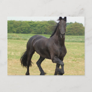 Carte postale Friesian Horse
