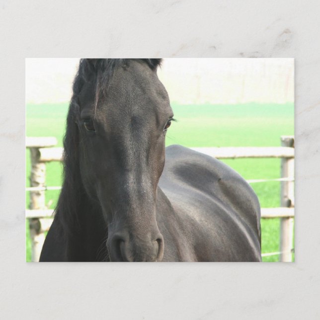 Carte postale Friesian Horse (Devant)