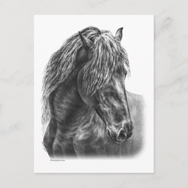 Carte Postale Friesian Horse Portrait Wavy Mane (Devant)
