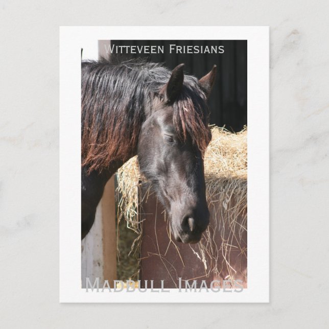 Carte Postale Friesian Mare (Devant)