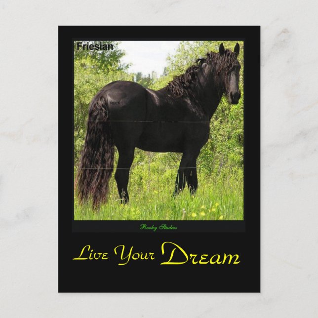 Carte postale friésienne Dreamin (Devant)
