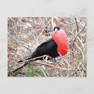 Carte Postale Frigate Bird (Fragata) dans Galapagos d'affichage 