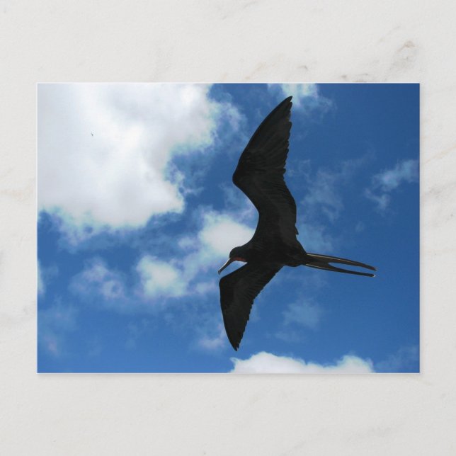 Carte Postale Frigate Bird (Fragata), Galapagos (Devant)