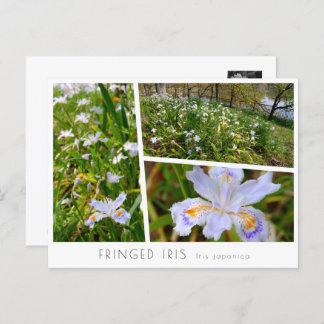 Carte Postale Fringed Iris