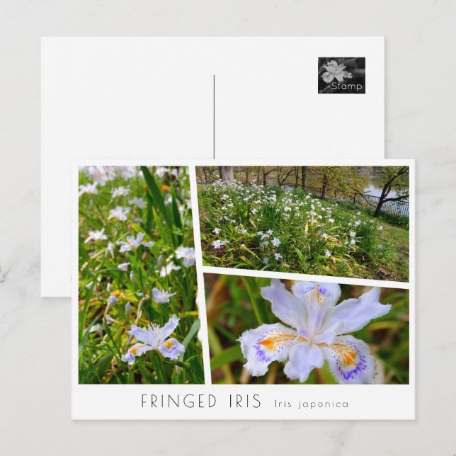 Carte Postale Fringed Iris (Devant / Derrière)