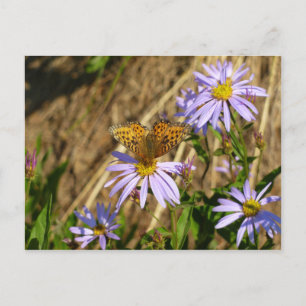 Carte Postale Fritillaire Hydaspe sur Fleurs d'Aster Violet