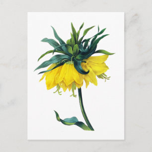 Carte Postale Fritillaire Imperiale ver Juin Par Pierre Joseph R