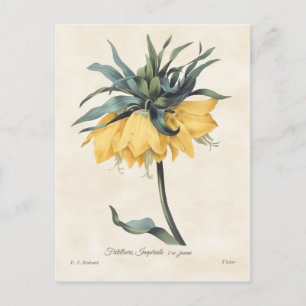Carte Postale Fritillaire jaune Vintage Botanique