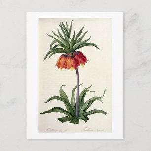Carte Postale Fritillaria Imperialis de, "Les Lilacees", 1802-