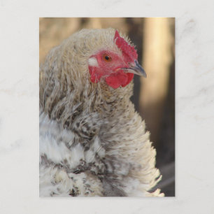 Carte Postale Frizzle Rooster