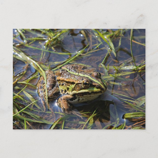 Carte Postale Frog in river (Devant)