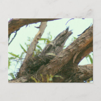 Carte Postale frogmouth de hibou