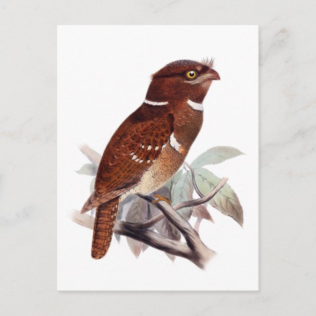 Carte Postale Frogmouth philippin (Devant)