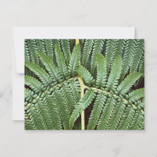 Carte Postale Frondes de Fougère Arborescente