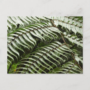 Carte Postale Frondes de fougère II Vert foncé Nature