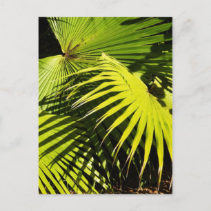 Carte Postale frondes de palmiers