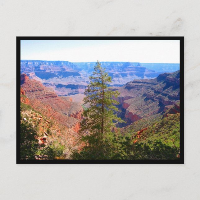 Carte Postale frontière de l'arbre du grand canyon (Devant)