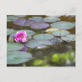Carte Postale Frosch mit Seerose