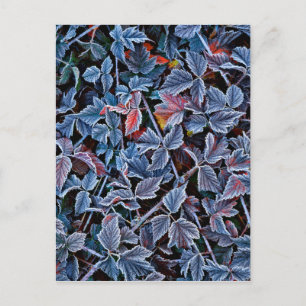 Carte Postale Frost sur les feuilles d'automne, Oregon