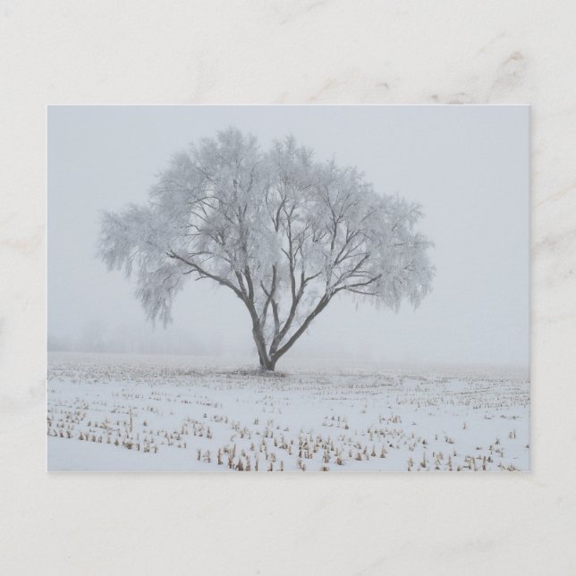 Carte Postale Frost sur un arbre solitaire (Devant)