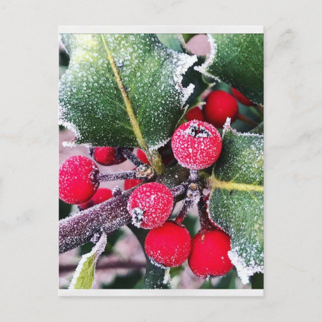 Carte Postale Frosty Holly (Devant)