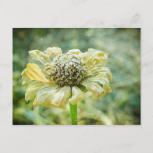 Carte Postale Frosty Zinna