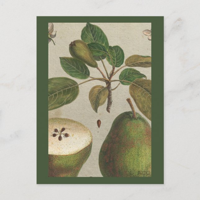 Carte Postale Fruit botanique Pear Still Life (Devant)