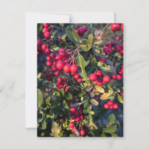 Carte Postale Fruit d'automne