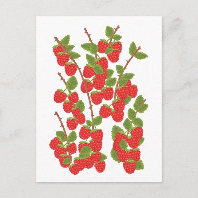 Carte Postale Fruit de framboise (Devant)