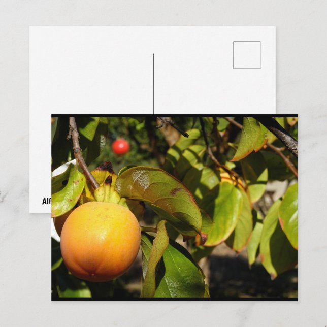 Carte Postale Fruit de kaki dans l'arbre (Devant / Derrière)