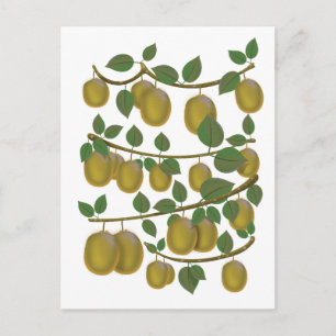 Carte Postale Fruit de kiwi