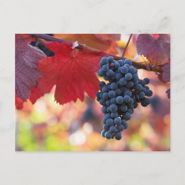 Carte postale Fruit et Aliments 72 (Devant)