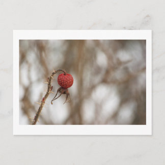 Carte postale Fruit Rose sauvage