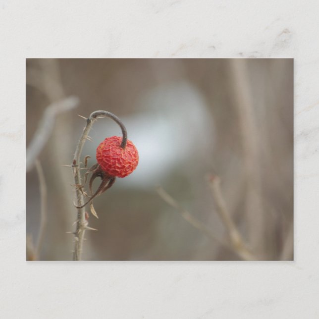 Carte postale Fruit Rose sauvage (Devant)