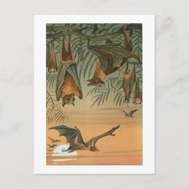 Carte Postale Fruits chauves (Devant)