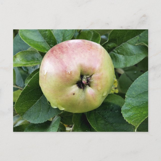 CARTE POSTALE FRUITS DE POMME (Devant)