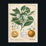 Carte Postale Fruits d'orange de plante médicinale botanique vin<br><div class="desc">Capturez le charme d'hier avec les cartes postales herbales vintage de Charmed Life présentant des lithographies allemandes de plantes médicinales et d'herbes de "Medizinal-Pflanzen" ou "Plantes médicinales" de Franz Eugen Köhler, publiées en 1887. L'orange amère, l'orange de Séville, l'orange sure, la bigarade ou orange à marmelade fait référence à un...</div>
