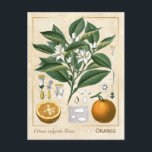 Carte Postale Fruits d'orange de plante médicinale botanique vin<br><div class="desc">Capturez le charme d'hier avec les cartes postales herbales vintage de Charmed Life présentant des lithographies allemandes de plantes médicinales et d'herbes de "Medizinal-Pflanzen" ou "Plantes médicinales" de Franz Eugen Köhler, publiées en 1887. L'orange amère, l'orange de Séville, l'orange sure, la bigarade ou orange à marmelade fait référence à un...</div>