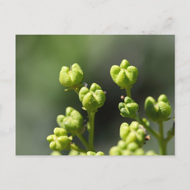 Carte Postale Fruits d'une rue commune (Ruta graveolens) (Devant)