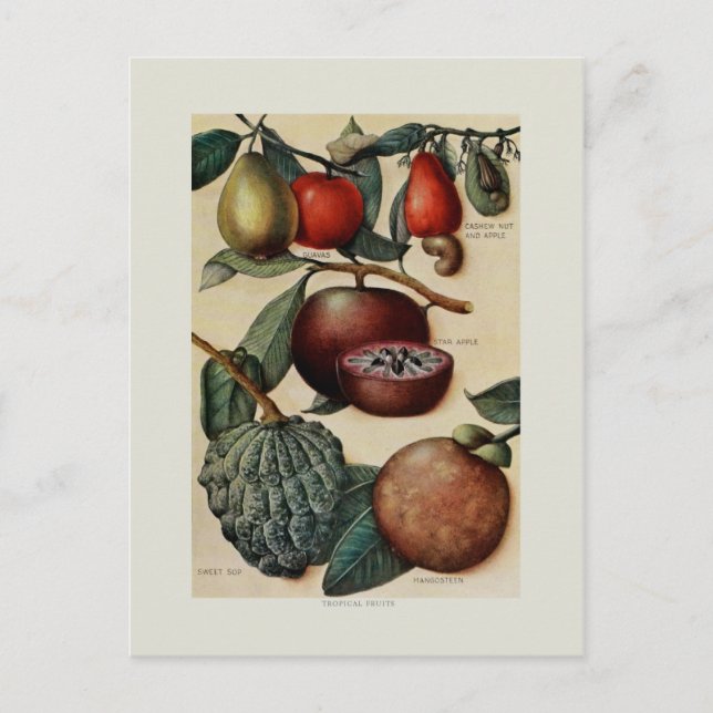 Carte Postale Fruits tropicaux (Devant)