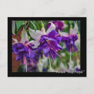 Carte Postale Fuchsia "Deep Purple"