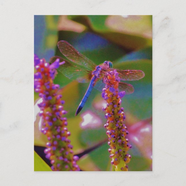 Carte Postale Fuchsia fleur et dragon mouche (Devant)