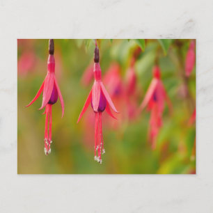Carte postale Fuchsia Flower