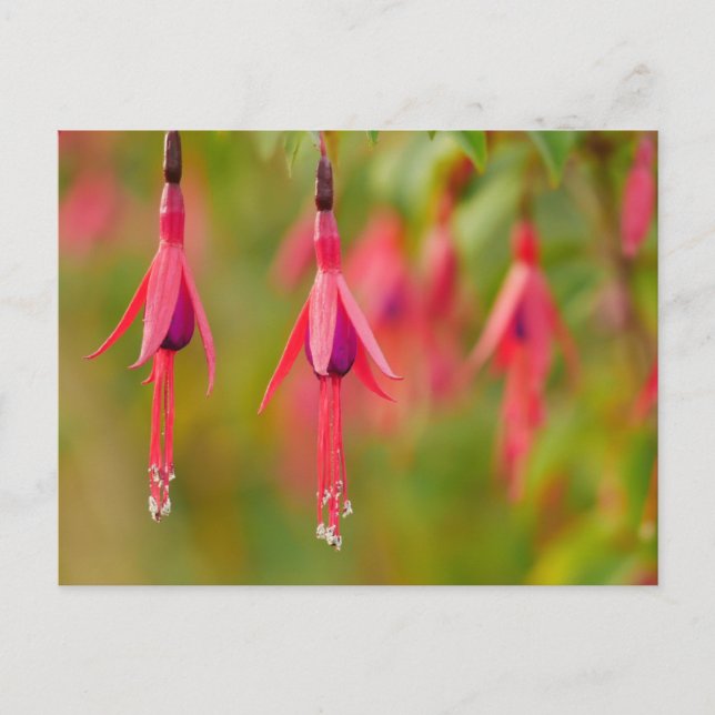 Carte postale Fuchsia Flower (Devant)