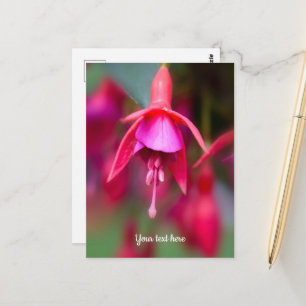 Carte postale Fuchsia rose et violet
