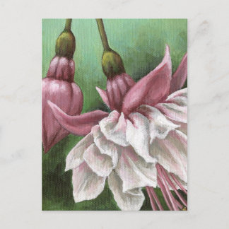 Carte Postale Fuchsias