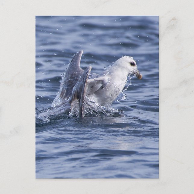 Carte Postale fulmar du Nord (Devant)