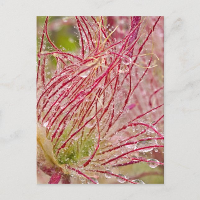 Carte Postale Fumée de prairie sous la pluie à Theodore (Devant)